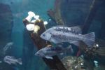 PICTURES/Oregon Coast Aquarium - Newport/t_Fish6.JPG
